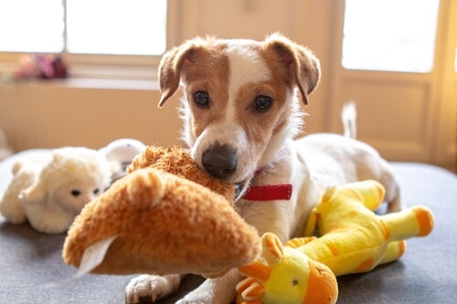 dog toys