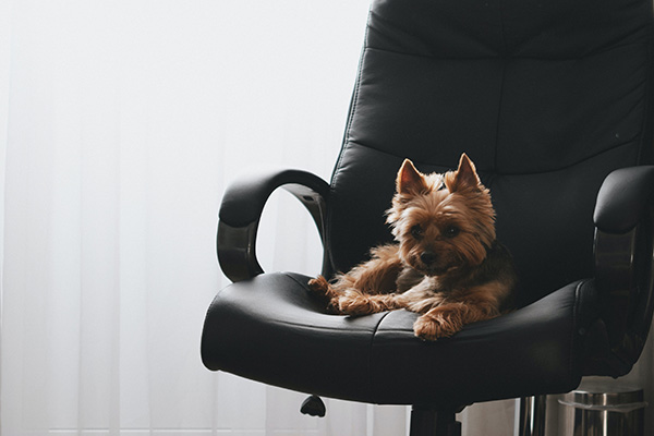 take your dog to work