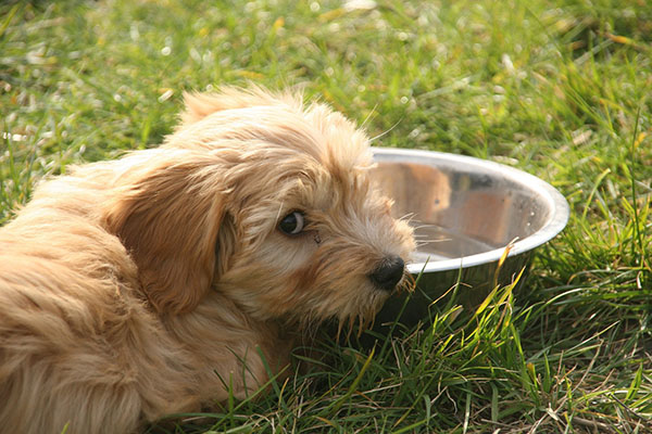 how much water should a dog drink