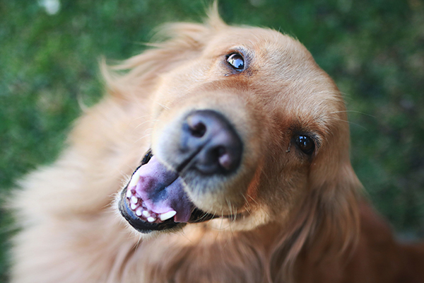 moderate dog dehydration