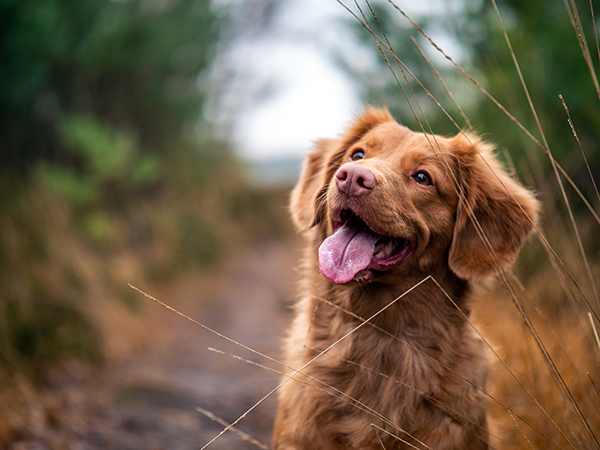symptoms of dog severe dehydration