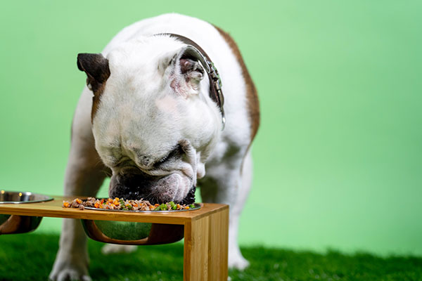 add wet food to their diet