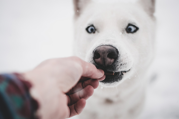 feed frozen treats