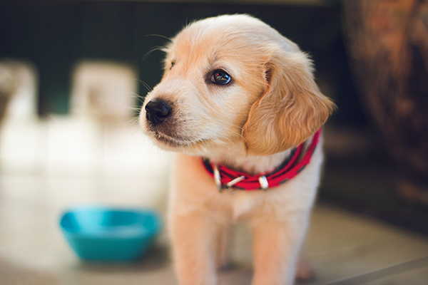 leave dog water bowl in several places