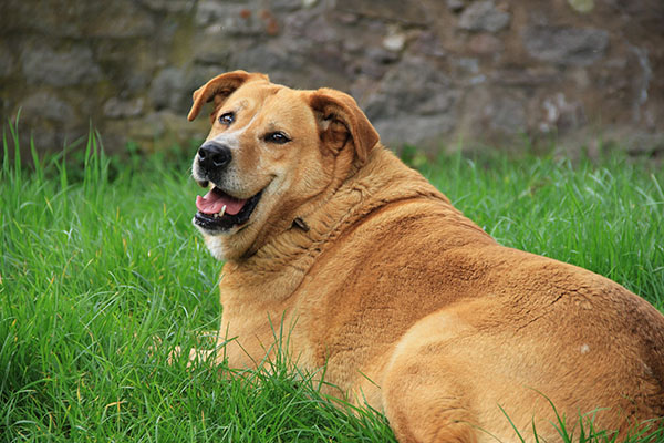 dog obesity