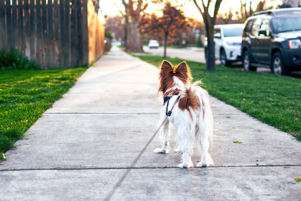 pay attention to your dogs joints