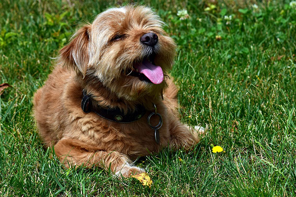 dog panting