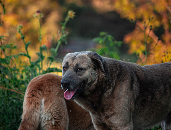 dog excessive drooling