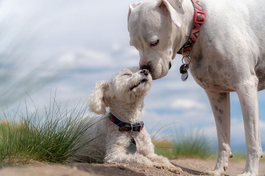 the scent of their mother