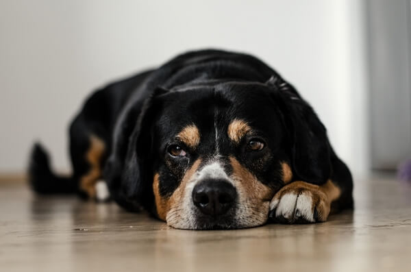 dog feel stressed
