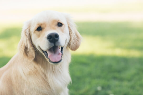 supervise your dog