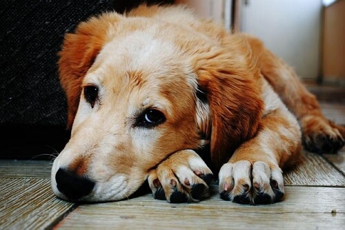 does my dog have separation anxiety