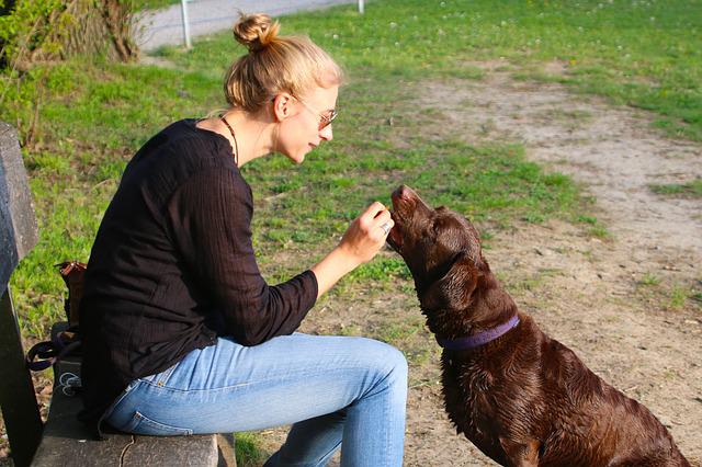 feed your dog