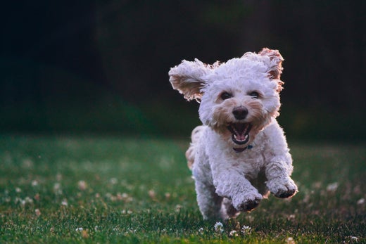 dog take exercises