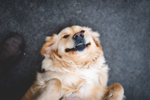 check your dog ribs