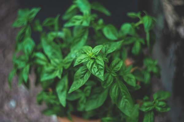 fresh herbs