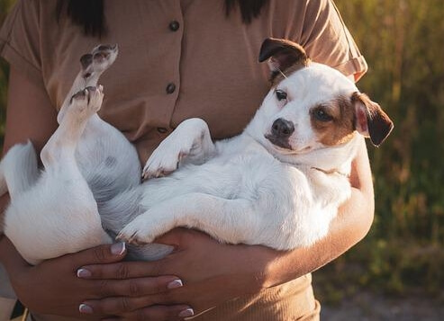 breeds of clingy dog