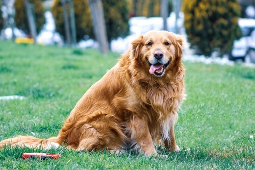 large dog