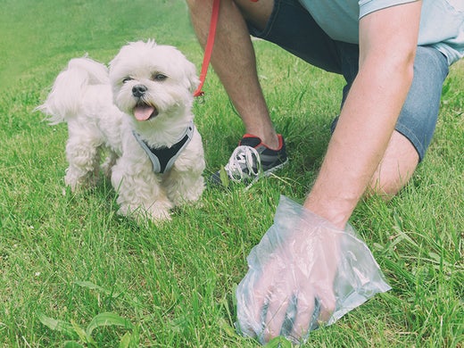 dogs poop
