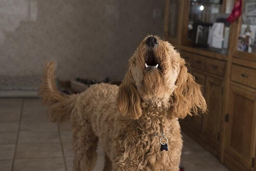 dog barks constantly