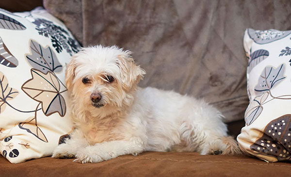 significance of dog shedding