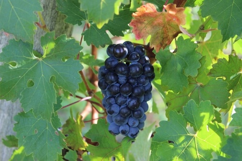 grapes