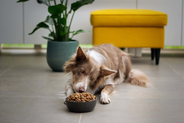 feed senior dog food