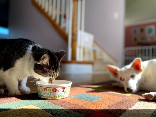 new pets at home