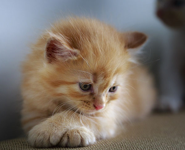 cats want to throw up hairball