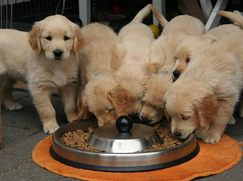 do not overfeed your pet