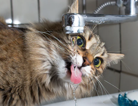 cat drinks water