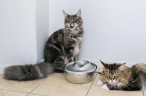 type of water bowl