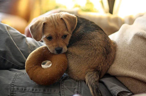 provide teething toys for puppy