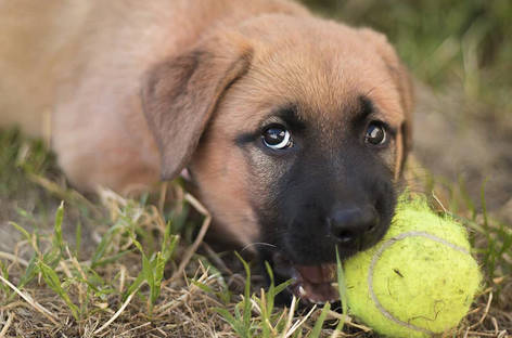 puppy is chewing