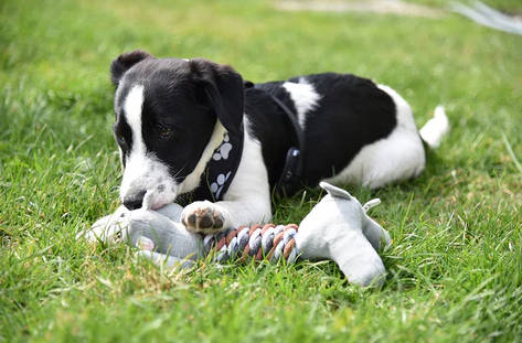 puppy is chewing toys