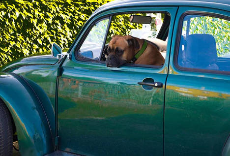 leave the dog alone in the car