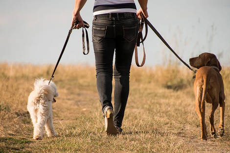 walk your dog on noonday