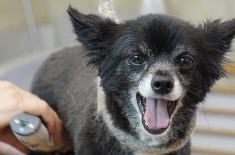 dog grooming
