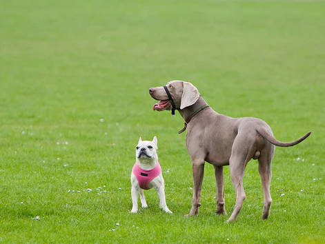 exposes dogs to other dogs