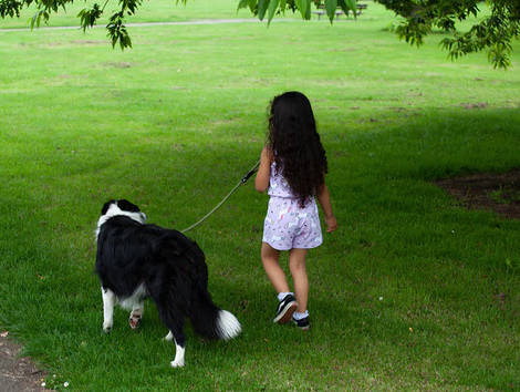 walk your dog each day