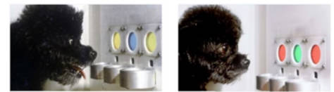 dogs do not see black and white