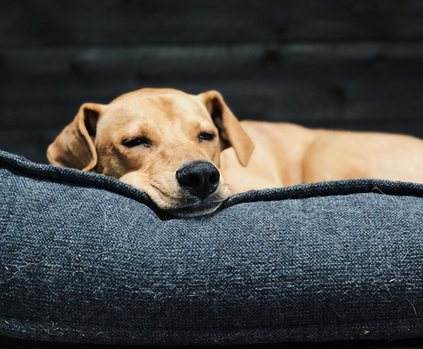 dog cozy bed