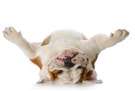 English bulldog