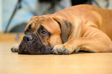Bullmastiff
