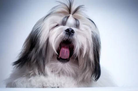 Shih Tzu