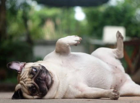 pug
