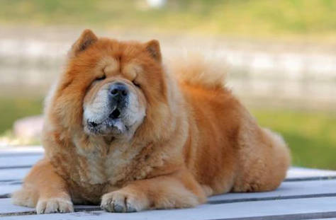 Chow chow