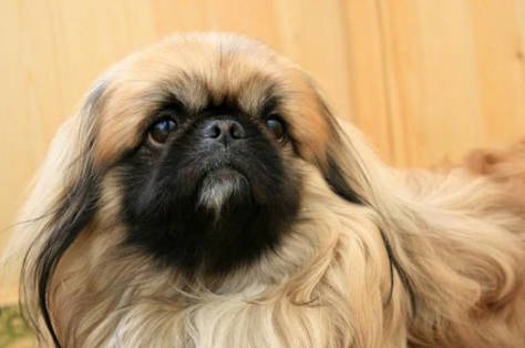 Pekingese