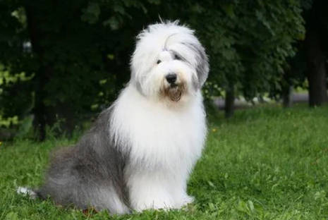 Old English Shepherd
