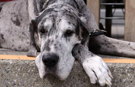 Great Dane